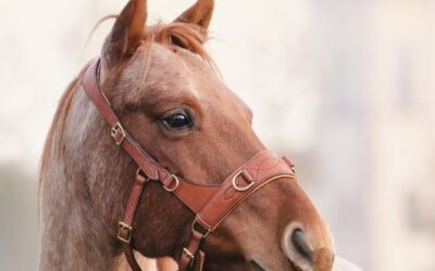 Pferd am Kopf anfassen – Warum du damit oft das Gegenteil von Verbindung erreichst