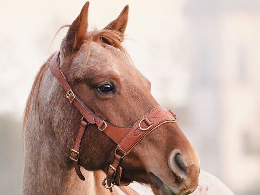Pferd am Kopf anfassen – Warum du damit oft das Gegenteil von Verbindung erreichst
