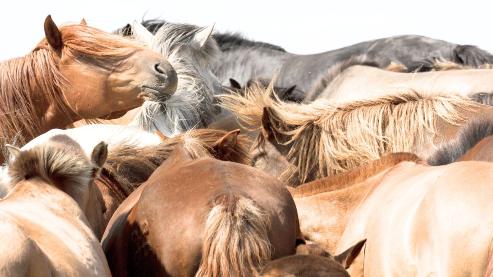 Pferdeherde auf Weide zeigt soziales Verhalten