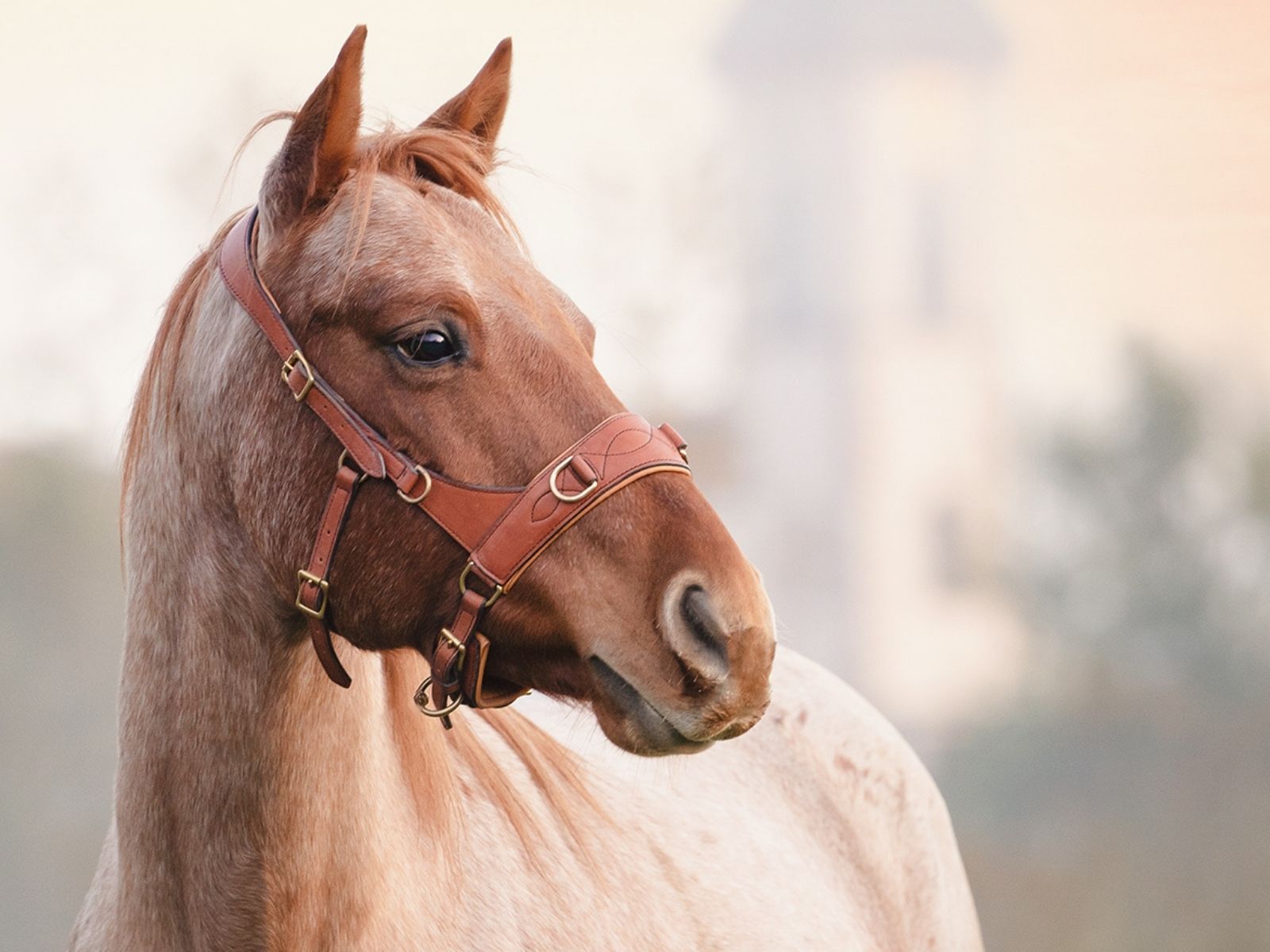 Kappzaum für dein Pferd: Alles was du für schönes + gesundes Training wissen musst 1 Carey - Kappzaum Pferdeflüsterei