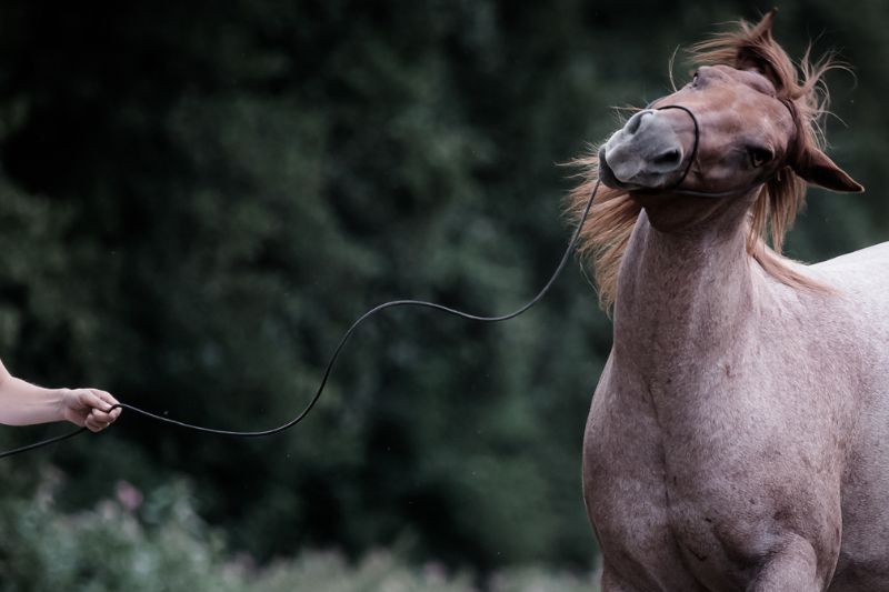 Carey widersetzlich Quer