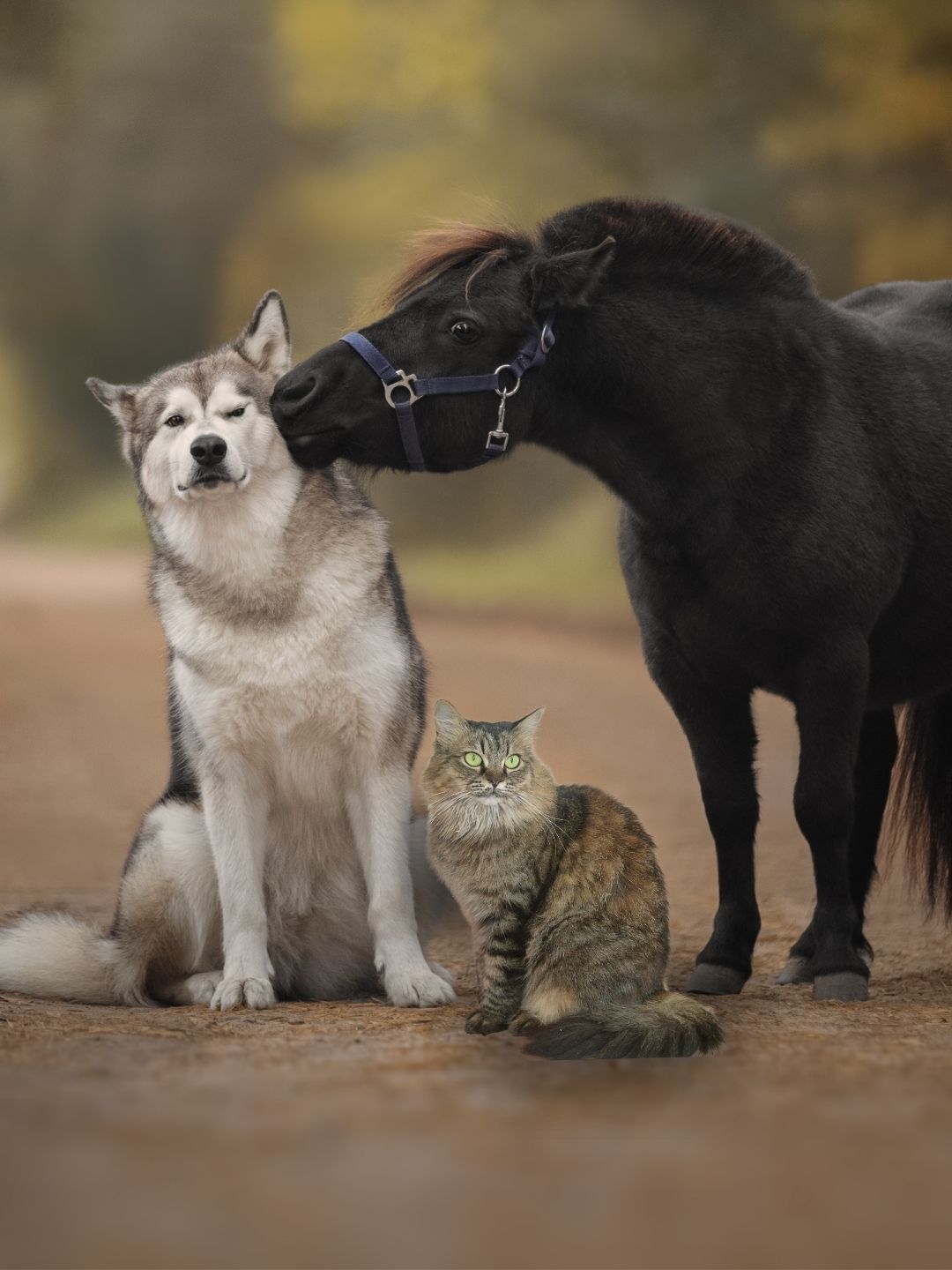 Hund Katze Pferd - REiCO